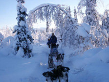 Nordeuropa, Finnland, Schweden, Lappland-Expeditionen - Der Weg mit dem Hundeschlitten fhrt auch mal querfeldein