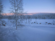 Nordeuropa, Finnland, Schweden, Lappland-Expeditionen - Schneebedecktes Lappland