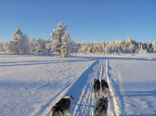 Nordeuropa, Finnland, Schweden, Lappland-Expeditionen - Hundeschlitten bilden Spuren im Schnee